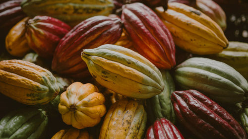 Assorted cocoa pods in various colors on a dark background.