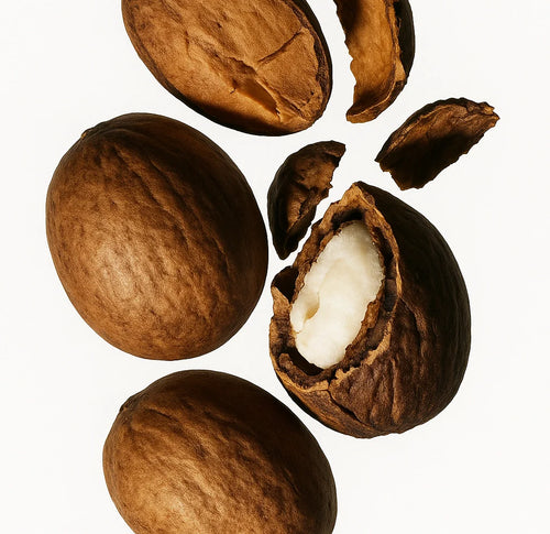 Shea nuts with one cracked open on a white background.